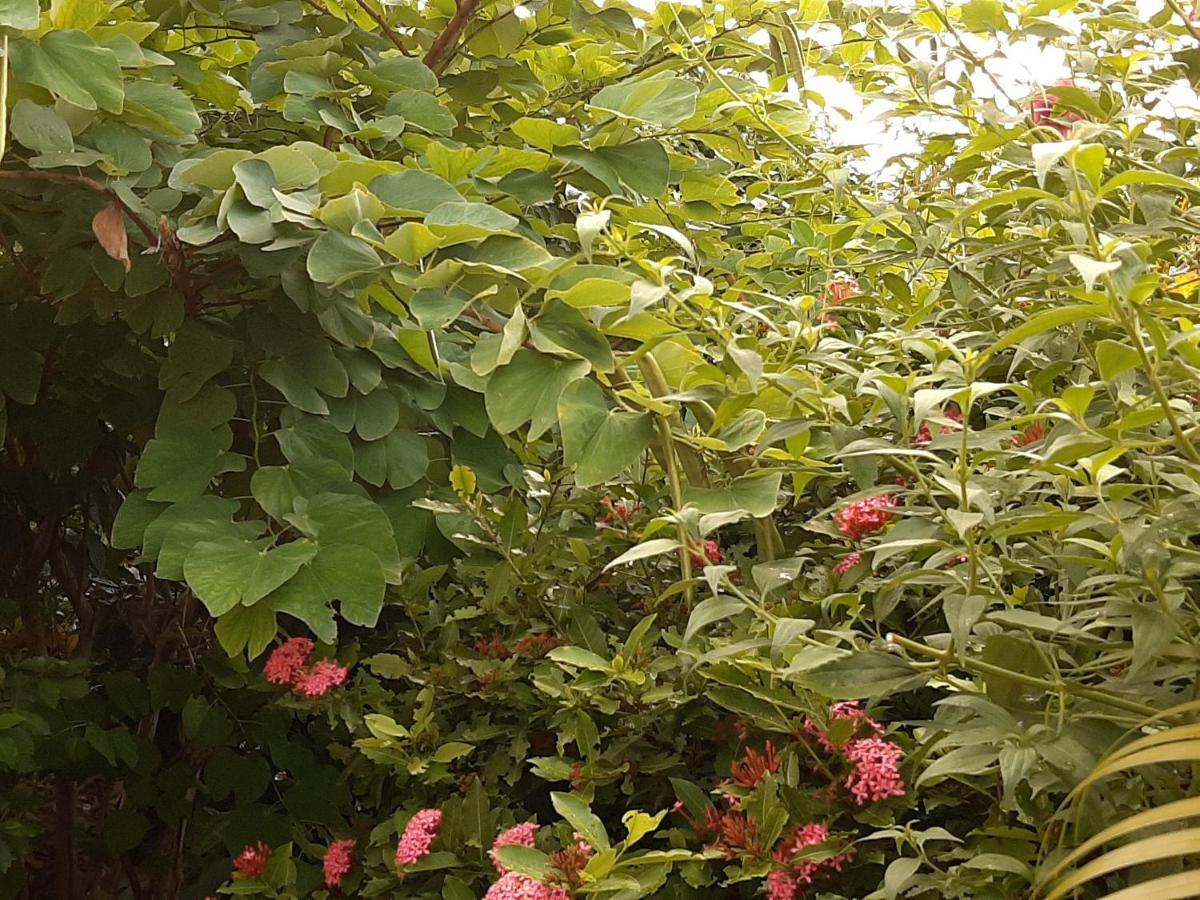 Апартаменты Les Hibiscus L'Anse Noire Экстерьер фото